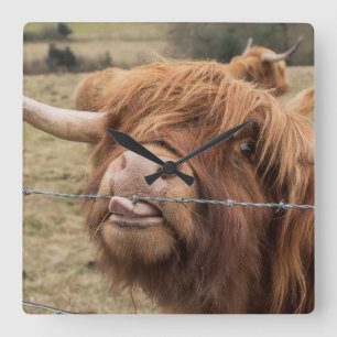 Skotsk Highland ko Kakel Fyrkantig Klocka