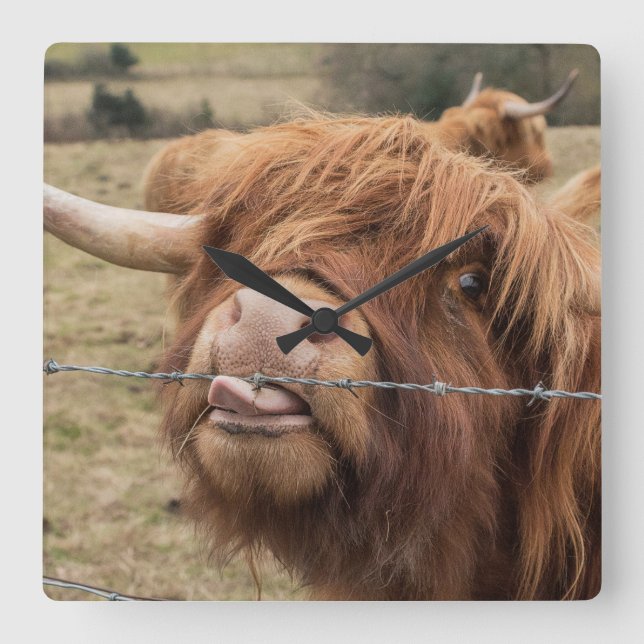 Skotsk Highland ko Kakel Fyrkantig Klocka (Framsida)