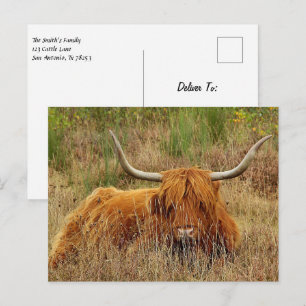 Skotsk Highland Ko Postkort Vykort