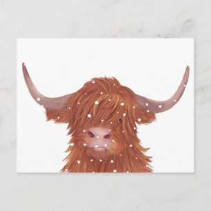 Skotsk Highland Ko Vinter Vykort