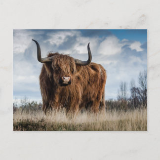 Skotsk Highlandko Vykort