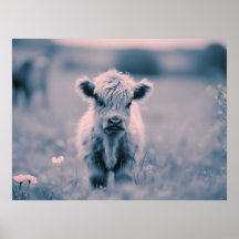 Skotsk höglandskalf Baby Cow Rosa Tint Skriv ut