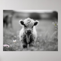 Skotsk höglandsklf Baby Cow Soft Black White