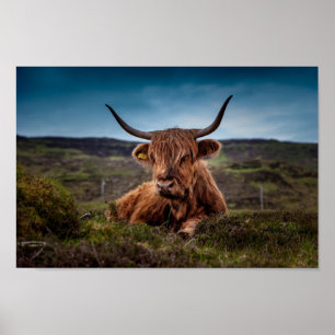 Skotsk höglandskö i betesmark Poster Skriv ut