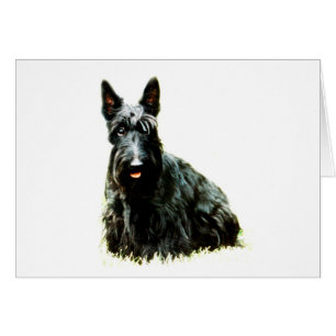 Skotsk Terrier Hälsningskort