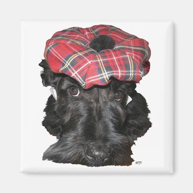 Skotsk terrier i en Tam-o-Shanter Magnet (Framsidan)