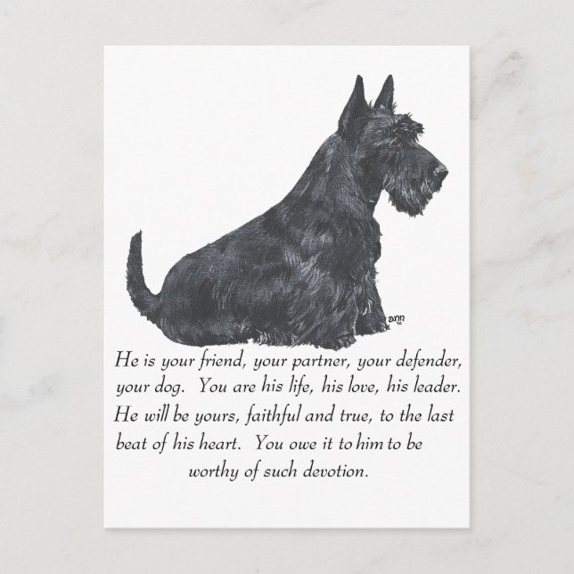 Skotsk terrier- minnessak - HANE Hund Vykort (Framsida)