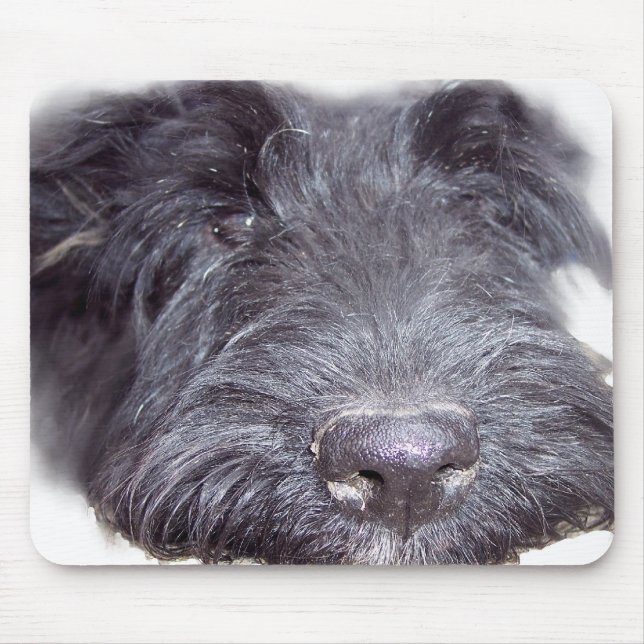 Skotsk Terrier Musmatta (Framsidan)