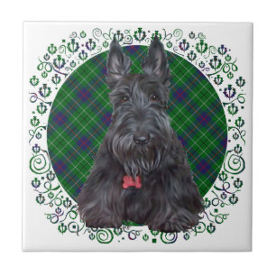 Skotsk terrier på tartan kakelplatta