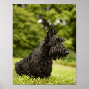 Skotsk Terrier Poster