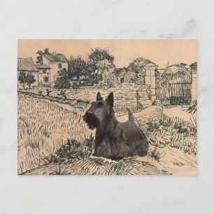 Skotsk Terrier Postkort Vykort