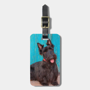 Skotsk terrier sitter vid färggrann dörröppning bagagebricka
