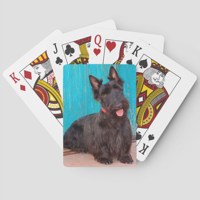 Skotsk terrier som sitter vid en färgrik dörröppni casinokort (Baksidan)