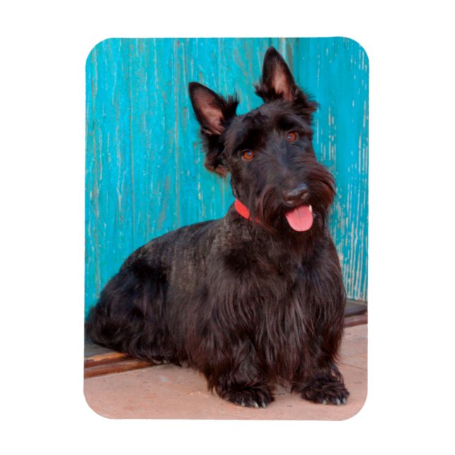 Skotsk terrier som sitter vid en färgrik dörröppni magnet (Vertikal)