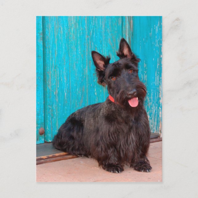 Skotsk terrier som sitter vid en färgrik dörröppni vykort (Framsida)