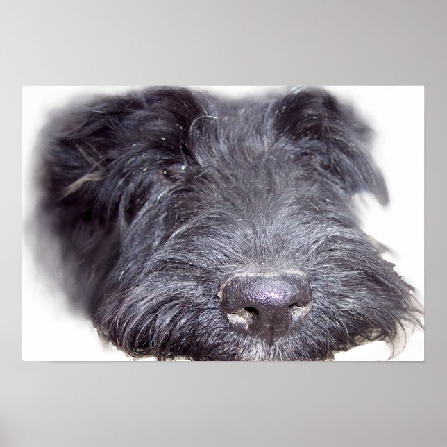 Skotsk terrier svart, hundhuvud närbild näsa poster (Framsidan)
