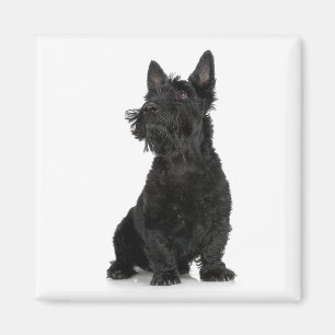 Skotsk Terriermagnet Magnet