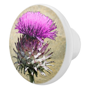 Skotsk Thistle Knopp