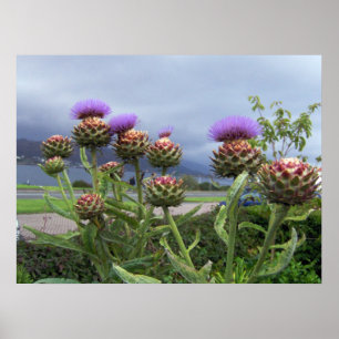 Skotsk thistle poster