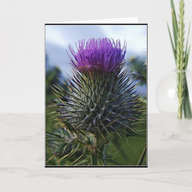Skotsk Thistlekonstfotografi Kort (Framsida)