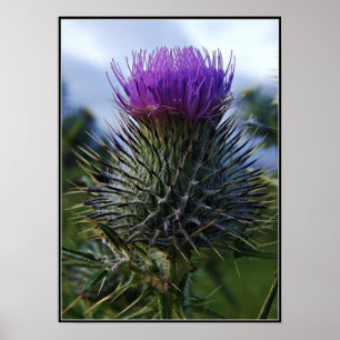 Skotsk Thistlekonstfotografi Poster