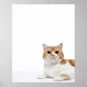 Skotsk veckkatt poster