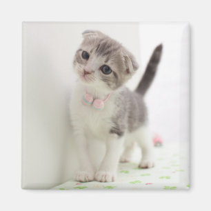 Skotsk veckkattunge magnet
