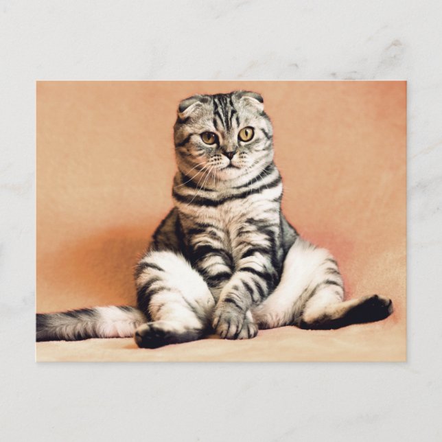 Skotsk Vikad Katt Sittande på en soffa Postcrossin Vykort (Framsida)