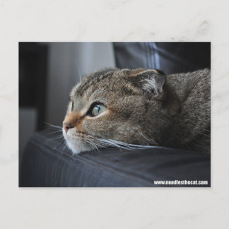 Skotsk vikkatt: tänka på dig vykort