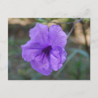 Skotska blommor- Skottland Vykort