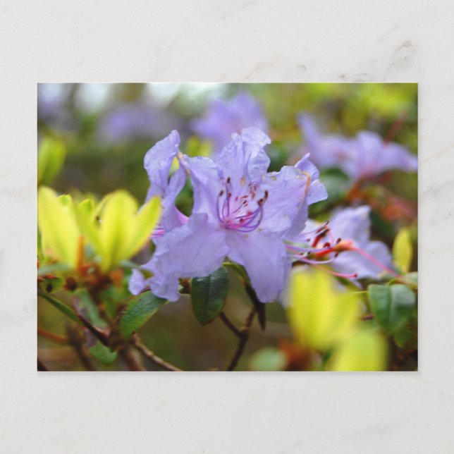 Skotska höglands blommor vykort (Framsida)