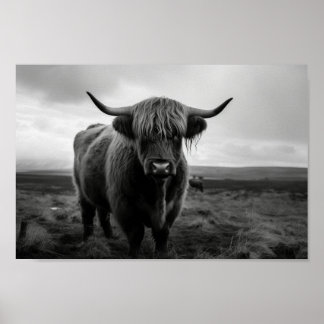 Skotska höglandsisoljor, svart och vitt foto poster