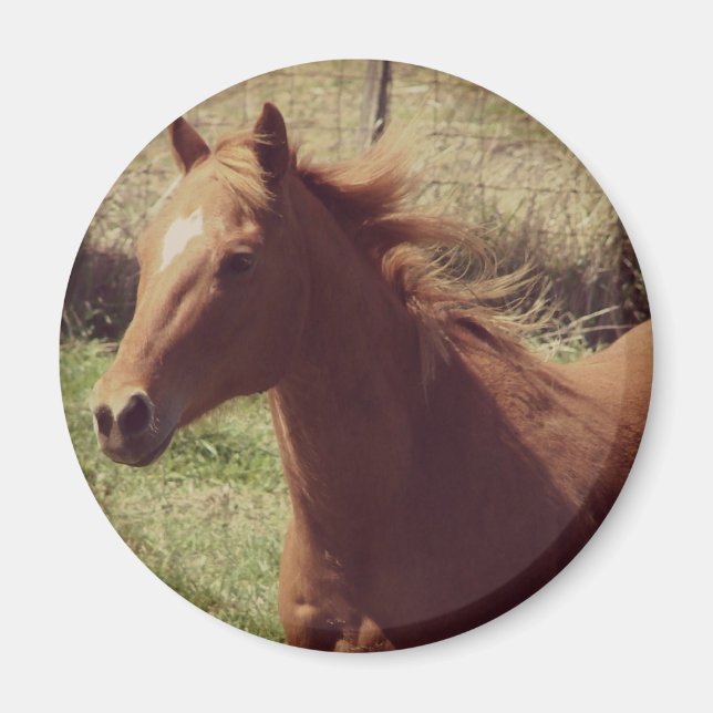 Skotska i Rörelse Magnet (Framsidan)