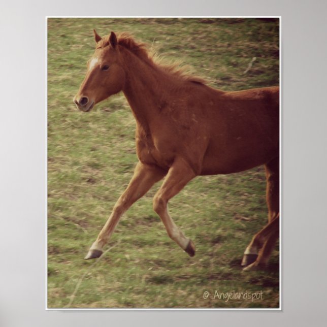 Skotska i Rörelse Poster (Framsidan)