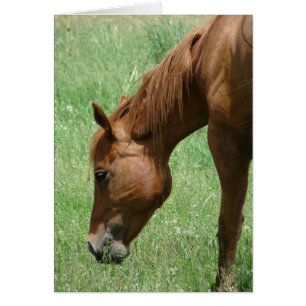 Skotska i Tidigt sommar Hälsningskort