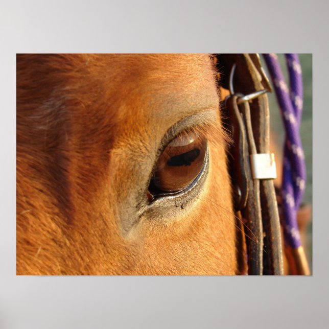 Skotska Öga Poster (Framsidan)