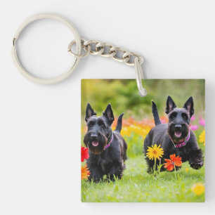 Skotska terriers i gräs och blommor