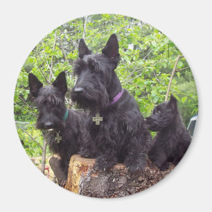 Skotska Terriers Magnet