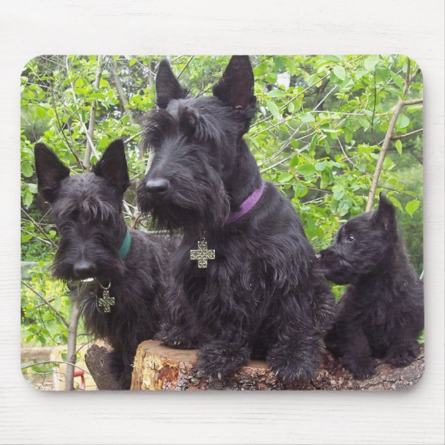 Skotska Terriers Musmatta (Framsidan)