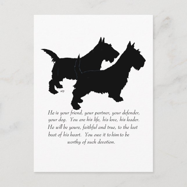 Skotska Terriers Souvenir - HANE Hundar Vykort (Framsida)