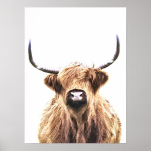 Skotskt djurt porträtt för höglands- ko poster