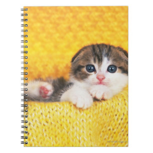 Skotskt veck; är en avel av katten med ett anteckningsbok med spiral