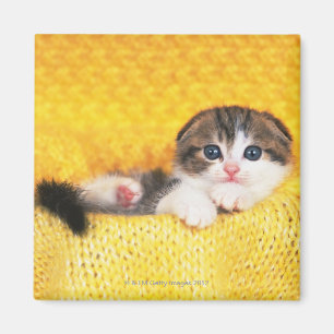 Skotskt veck; är en avel av katten med ett magnet