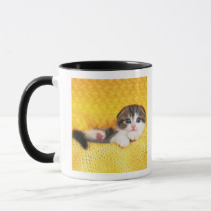 Skotskt veck; är en avel av katten med ett mugg