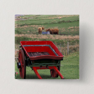 Skottland, Isle of Skye, Kilmuir. Lantbruksdjur Knapp