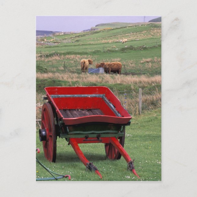 Skottland, Isle of Skye, Kilmuir. Lantbruksdjur Vykort (Framsida)