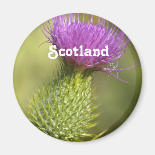 Skottland Thistle Magnet