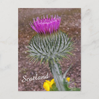 Skottlands blomma, Thistle Vykort