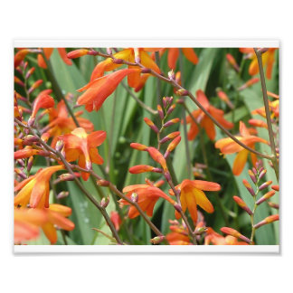 Skottlands Blommigtar Fototryck