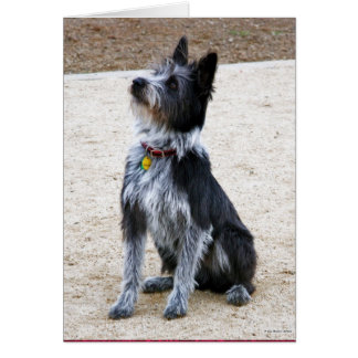 Skrackig Hund OBS Kort